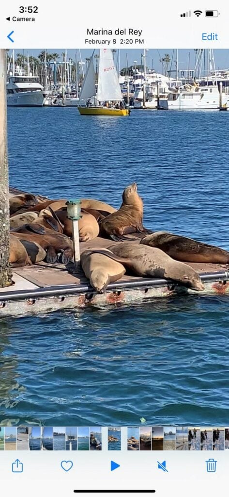 Photo of sea lions on a dock
